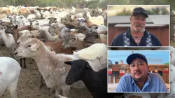 Trump's border crackdown prompts Arizona farmer to seek better agricultural labor solutions