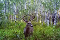 Minnesota deer season largely unchanged from 2024